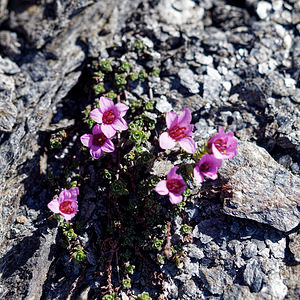 Saxifraga oppositifolia (Saxifragaceae)  - Saxifrage à feuilles opposées, Saxifrage glanduleuse - Purple Saxifrage Coni [Italie] 26/06/2019 - 2740m