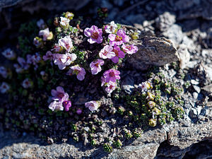 Saxifraga oppositifolia (Saxifragaceae)  - Saxifrage à feuilles opposées, Saxifrage glanduleuse - Purple Saxifrage Coni [Italie] 26/06/2019 - 2740m