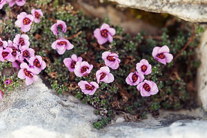 Saxifraga oppositifolia (Saxifragaceae)  - Saxifrage à feuilles opposées, Saxifrage glanduleuse - Purple Saxifrage Provincia di Trento [Italie] 29/06/2019 - 2900m