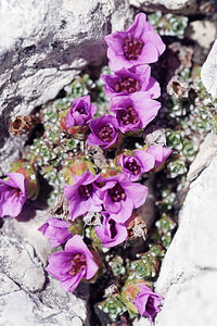 Saxifraga oppositifolia (Saxifragaceae)  - Saxifrage à feuilles opposées, Saxifrage glanduleuse - Purple Saxifrage Provincia di Trento [Italie] 29/06/2019 - 2920m