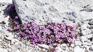 Saxifraga oppositifolia (Saxifragaceae)  - Saxifrage à feuilles opposées, Saxifrage glanduleuse - Purple Saxifrage Provincia di Trento [Italie] 29/06/2019 - 2920m