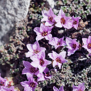 Saxifraga oppositifolia (Saxifragaceae)  - Saxifrage à feuilles opposées, Saxifrage glanduleuse - Purple Saxifrage Provincia di Trento [Italie] 29/06/2019 - 2900m