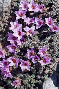 Saxifraga oppositifolia (Saxifragaceae)  - Saxifrage à feuilles opposées, Saxifrage glanduleuse - Purple Saxifrage Provincia di Trento [Italie] 29/06/2019 - 2900m