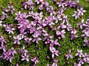 Silene acaulis subsp. bryoides (Caryophyllaceae)  - Silène fausse mousse Hautes-Alpes [France] 23/06/2019 - 2150m