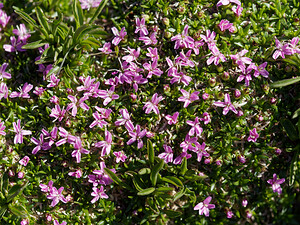 Silene acaulis subsp. bryoides (Caryophyllaceae)  - Silène fausse mousse Coni [Italie] 26/06/2019 - 2740m