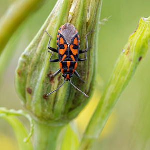 Spilostethus saxatilis (Lygaeidae)  - Punaise à damier - Harlequin bug Ain [France] 22/06/2019 - 850m