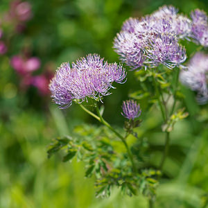 Thalictrum aquilegiifolium (Ranunculaceae)  - Pigamon à feuilles d'ancolie, Colombine plumeuse - French Meadow-rue Coni [Italie] 26/06/2019 - 2060m