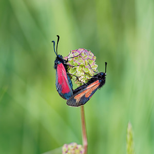 Zygaena purpuralis (Zygaenidae)  - Zygène pourpre, Zygène du Serpolet - Transparent Burnet Ain [France] 22/06/2019 - 850m