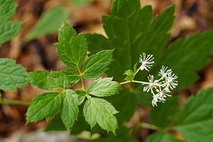 Actaea spicata (Ranunculaceae)  - Actée en épi, Herbe aux poux - Baneberry  [Slovenie] 04/07/2019 - 1170m