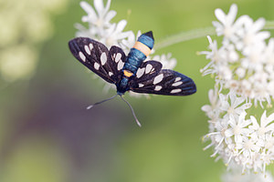 Amata phegea (Erebidae)  - Sphinx du Pissenlit - Nine-spotted  [Slovenie] 05/07/2019 - 530m