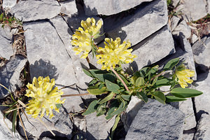 Anthyllis vulneraria (Fabaceae)  - Anthyllis vulnéraire, Thé des Alpes - Kidney Vetch Haute-Savoie [France] 20/07/2019 - 2440m