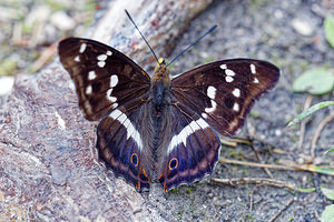 Apatura iris (Nymphalidae)  - Grand mars changeant - Purple Emperor  [Slovenie] 06/07/2019 - 430m