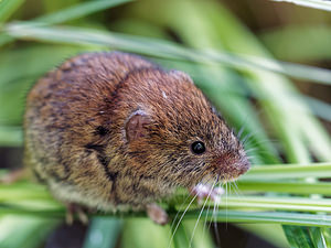 Arvicola amphibius (Cricetidae)  - Campagnol fouisseur - European Water Vole Comitat de Lika-Senj [Croatie] 12/07/2019 - 610m