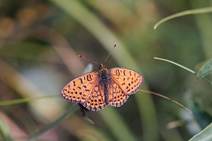 Brenthis hecate (Nymphalidae)  - Nacré de la Filipendule, Agavé  [Slovenie] 04/07/2019 - 1050m