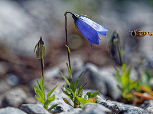 Campanula cochleariifolia (Campanulaceae)  - Campanule à feuilles de cranson, Campanule à feuilles de cochléaire, Campanule à feuilles de raifort - Fairy's-thimble Comitat de Lika-Senj [Croatie] 11/07/2019 - 1480m