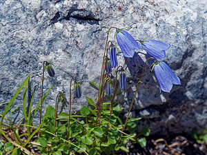 Campanula cochleariifolia (Campanulaceae)  - Campanule à feuilles de cranson, Campanule à feuilles de cochléaire, Campanule à feuilles de raifort - Fairy's-thimble Comitat de Lika-Senj [Croatie] 11/07/2019 - 1480m