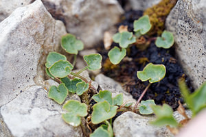 Campanula rotundifolia (Campanulaceae)  - Campanule à feuilles rondes - Harebell Comitat de Primorje-Gorski Kotar [Croatie] 09/07/2019 - 910m