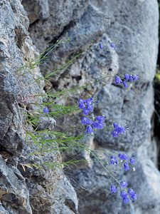 Campanula rotundifolia (Campanulaceae)  - Campanule à feuilles rondes - Harebell Isere [France] 22/07/2019 - 1620m