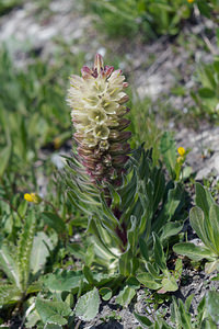 Campanula thyrsoides (Campanulaceae)  - Campanule en faux thyrse, Campanule en thyrse Korporation Ursern [Suisse] 19/07/2019 - 2430m