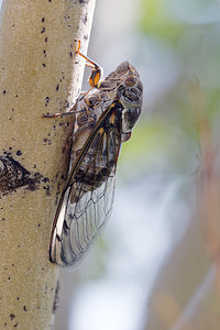 Cicadatra atra (Cicadidae)  - Cigale noire Comitat de Lika-Senj [Croatie] 10/07/2019 - 420m