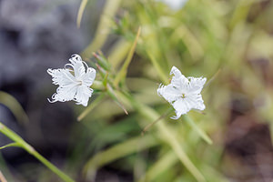 Dianthus anatolicus (Caryophyllaceae)  - oeillet d'Anatolie Comitat de Primorje-Gorski Kotar [Croatie] 09/07/2019 - 910m