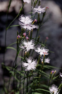 Dianthus hyssopifolius (Caryophyllaceae)  - oeillet à feuilles d'hysope, oeillet de Montpellier Isere [France] 22/07/2019 - 950m