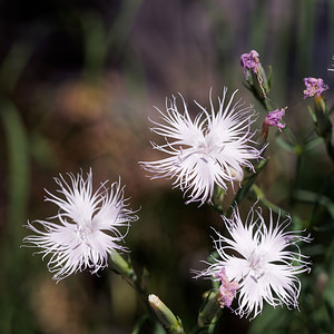 Dianthus hyssopifolius (Caryophyllaceae)  - oeillet à feuilles d'hysope, oeillet de Montpellier Isere [France] 22/07/2019 - 950m