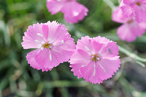 Dianthus saxicola (Caryophyllaceae)  - oeillet saxicole, Pipolet  [Slovenie] 05/07/2019 - 1980m