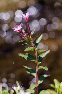Epilobium alsinifolium (Onagraceae)  - Épilobe à feuilles d'alsine - Chickweed Willowherb Savoie [France] 23/07/2019 - 2030m