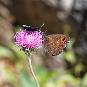 Erebia ligea (Nymphalidae)  - Moiré blanc-fascié, Grand nègre hongrois, Nègre, Nègre hongrois - Arran Brown Udine [Italie] 03/07/2019 - 1160m