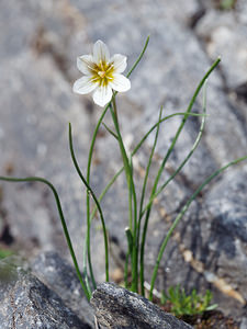 Gagea serotina (Liliaceae)  - Gagée tardive, Lloydie tardive, Lloydie tardive - Snowdon Lily Haut-Adige [Italie] 18/07/2019 - 2450m
