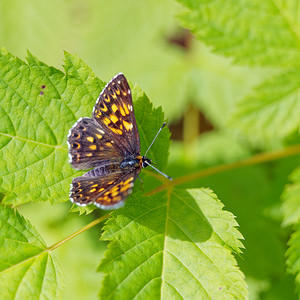 Hamearis lucina (Riodinidae)  - Lucine, Fauve à taches blanches, Faune à taches blanches - Duke of Burgundy Fritillary  [Slovenie] 04/07/2019 - 880m