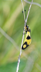 Libelloides macaronius (Ascalaphidae)   [Slovenie] 04/07/2019 - 900m