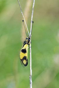 Libelloides macaronius (Ascalaphidae)   [Slovenie] 04/07/2019 - 900m