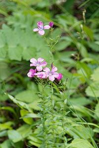 Linum viscosum (Linaceae)  - Lin visqueux  [Slovenie] 14/07/2019 - 1180m