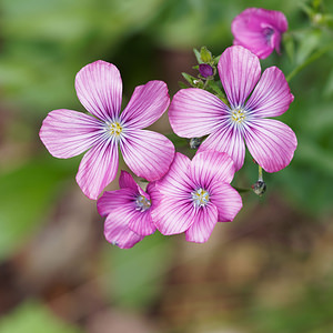 Linum viscosum (Linaceae)  - Lin visqueux  [Slovenie] 14/07/2019 - 1180m