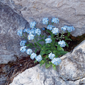 Myosotis alpestris (Boraginaceae)  - Myosotis alpestre, Myosotis des Alpes - Alpine Forget-me-not  [Slovenie] 05/07/2019 - 1980m