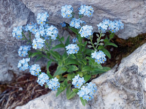 Myosotis alpestris (Boraginaceae)  - Myosotis alpestre, Myosotis des Alpes - Alpine Forget-me-not  [Slovenie] 05/07/2019 - 1980m