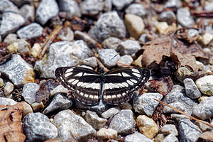 Neptis sappho (Nymphalidae)  - Sylvain de la gesse - Rusty sailer  [Slovenie] 13/07/2019 - 400m