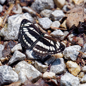 Neptis sappho (Nymphalidae)  - Sylvain de la gesse - Rusty sailer  [Slovenie] 13/07/2019 - 400m