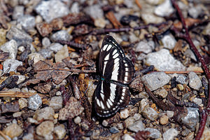 Neptis sappho (Nymphalidae)  - Sylvain de la gesse - Rusty sailer  [Slovenie] 13/07/2019 - 400m