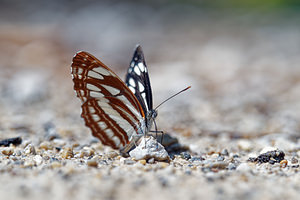 Neptis sappho (Nymphalidae)  - Sylvain de la gesse - Rusty sailer  [Slovenie] 13/07/2019 - 400m