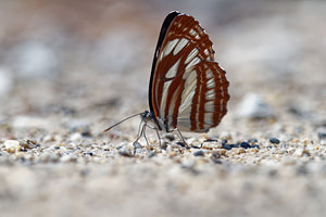 Neptis sappho (Nymphalidae)  - Sylvain de la gesse - Rusty sailer  [Slovenie] 13/07/2019 - 400m