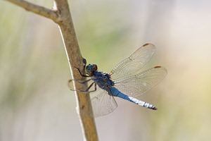 Orthetrum coerulescens (Libellulidae)  - Orthétrum bleuissant - Keeled Skimmer  [Slovenie] 04/07/2019 - 110m