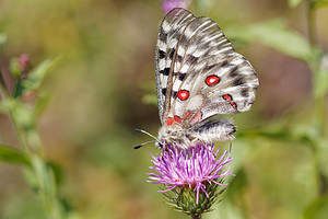 Parnassius apollo (Papilionidae)  - Apollon, Parnassien apollon - Apollo Udine [Italie] 03/07/2019 - 980m