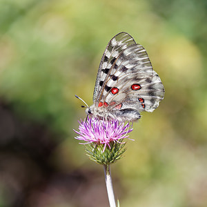 Parnassius apollo (Papilionidae)  - Apollon, Parnassien apollon - Apollo Udine [Italie] 03/07/2019 - 980m