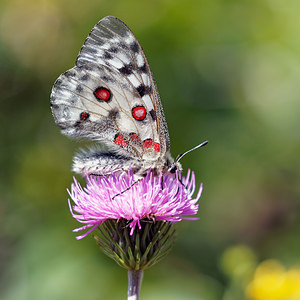 Parnassius apollo (Papilionidae)  - Apollon, Parnassien apollon - Apollo Udine [Italie] 03/07/2019 - 980m