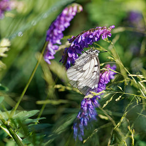 Parnassius mnemosyne (Papilionidae)  - Semi-Apollon Udine [Italie] 02/07/2019 - 1440m