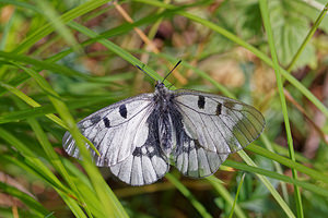 Parnassius mnemosyne (Papilionidae)  - Semi-Apollon Udine [Italie] 02/07/2019 - 1440m