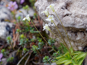 Pinguicula alpina (Lentibulariaceae)  - Grassette des Alpes - Alpine Butterwort Belluno [Italie] 01/07/2019 - 2110m